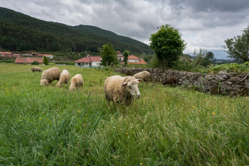 Camino Portuguese Day 3: Barcelos To Ponte de Lima